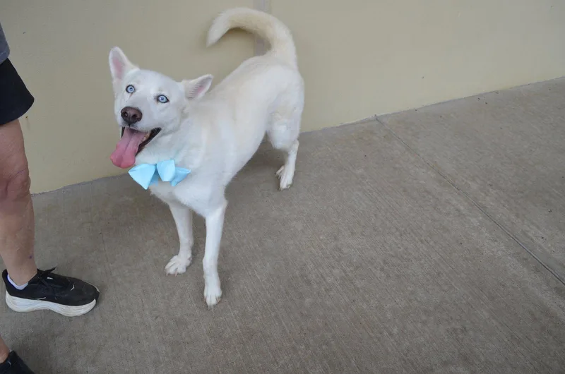 A young large-sized female Husky dog named Sylvie for adoption in McKinney, TX