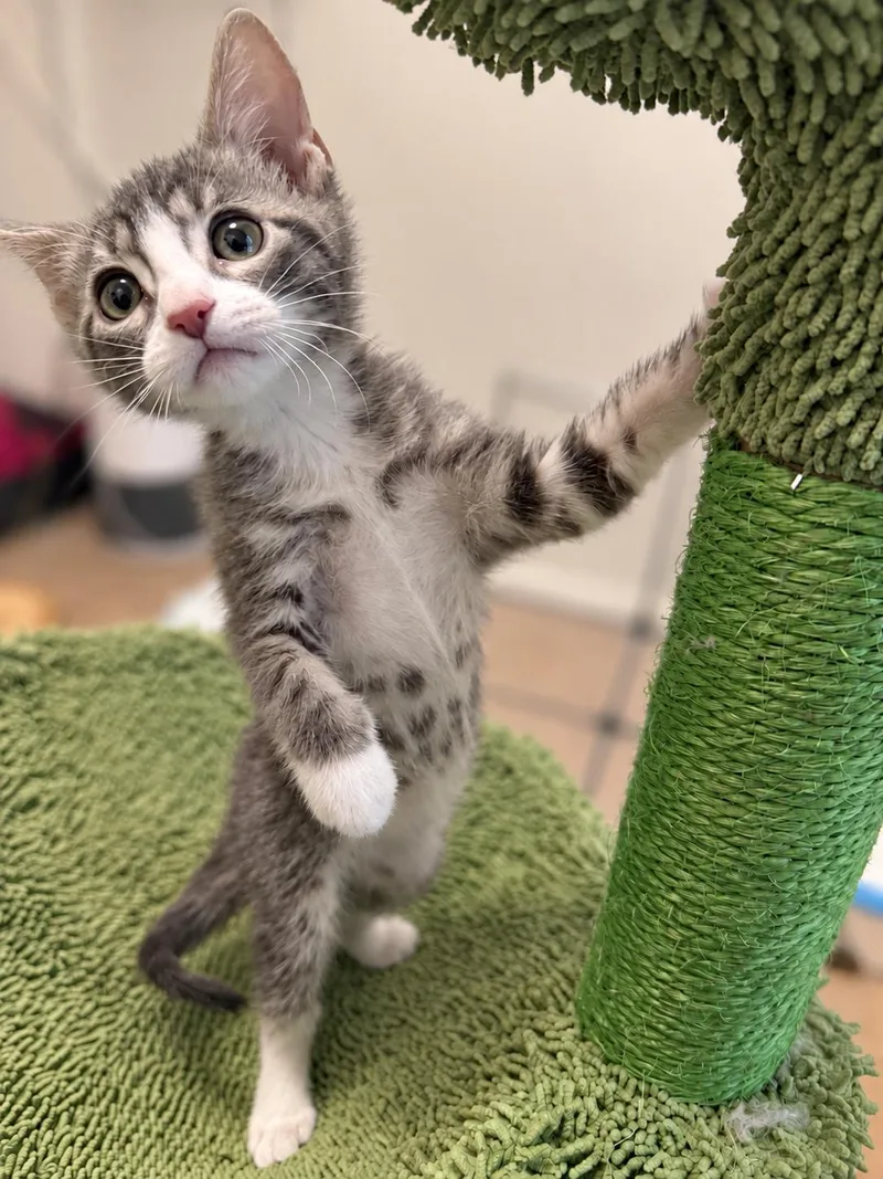 A baby small-sized female Tabby (Gray / Blue / Silver) Domestic Short Hair cat named Farquaad for adoption in Fruit Heights, UT