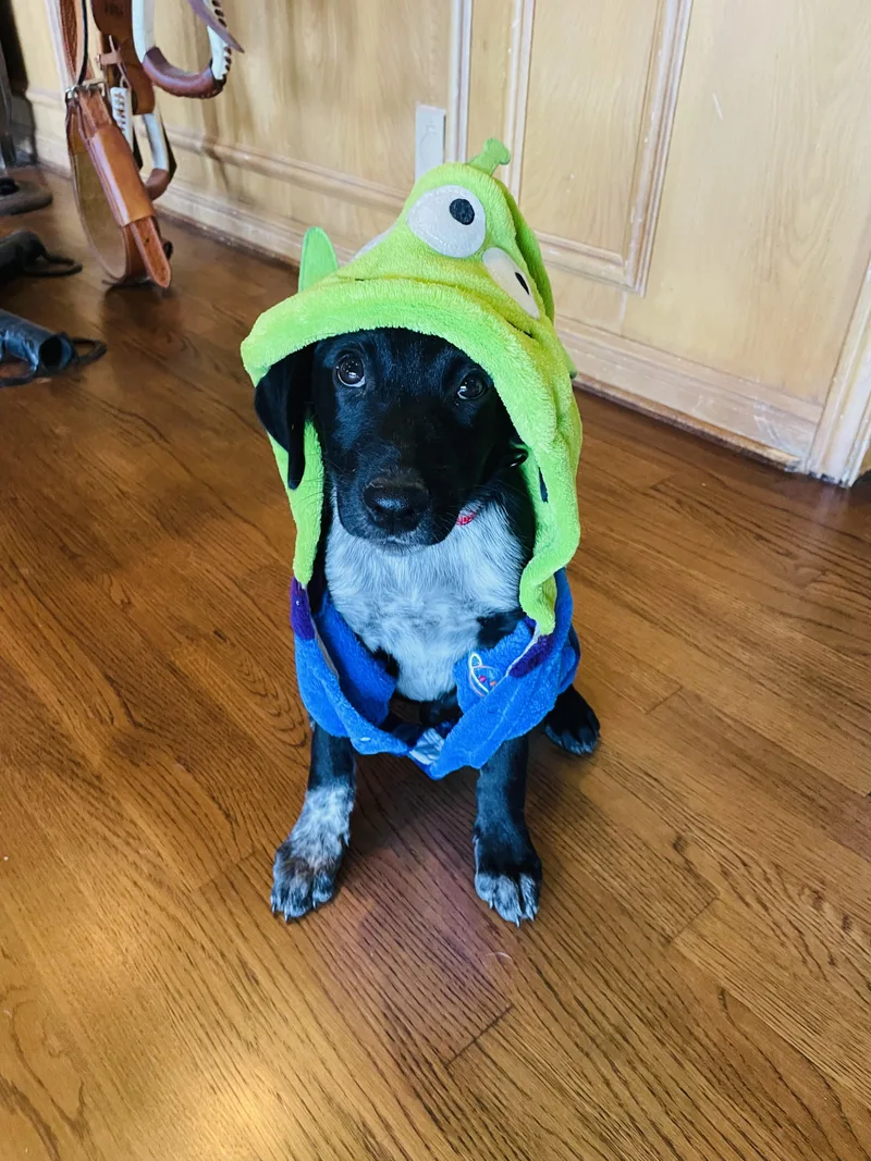 A baby medium-sized male Black Labrador Retriever dog named Walker for adoption in Boerne, TX