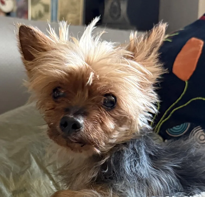 Tiny Terrier:meet Hadassah Your