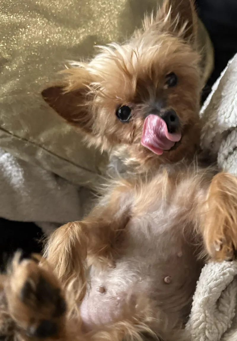 Tiny Terrier:meet Hadassah Your thumbnail 4