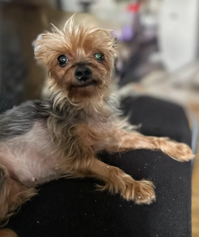 Tiny Terrier:meet Hadassah Your thumbnail 5