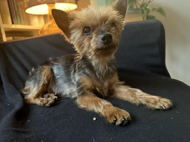 Tiny Terrier:meet Hadassah Your thumbnail 6