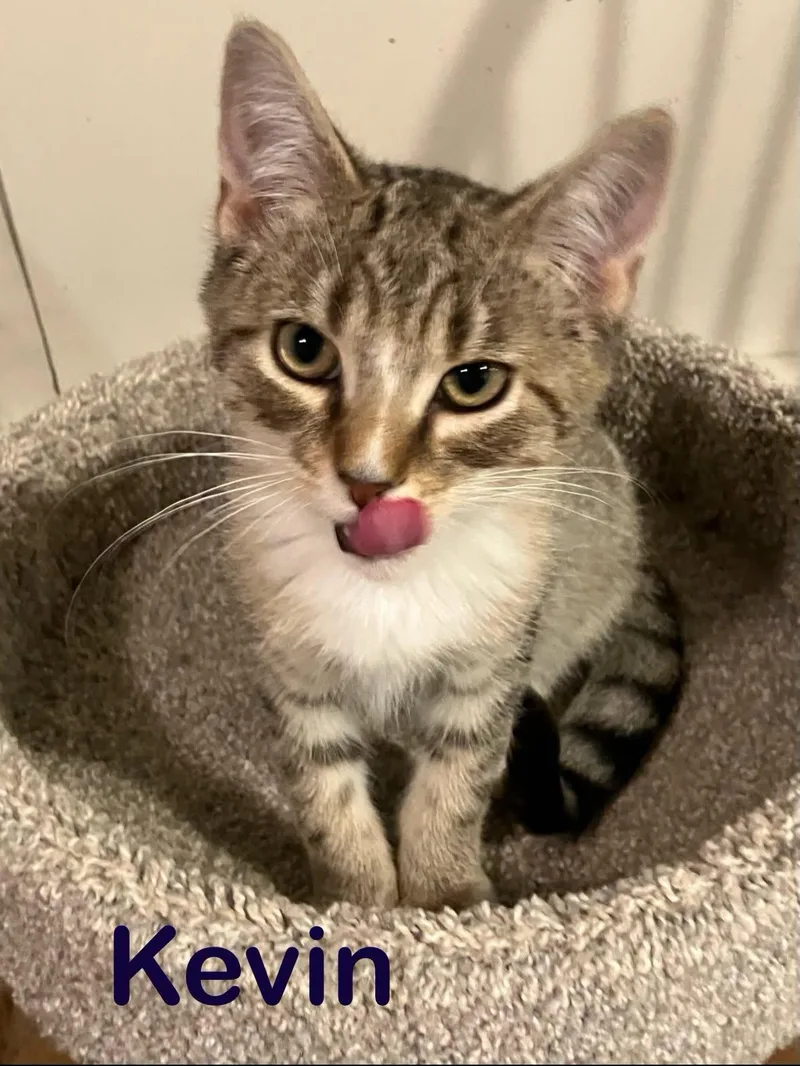 A young medium-sized male Tabby (Brown / Chocolate) Domestic Short Hair cat named Kevin for adoption in Rochester, NY