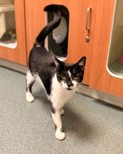 An adult medium-sized male Domestic Short Hair cat named Charles for adoption in Fairfax, VA