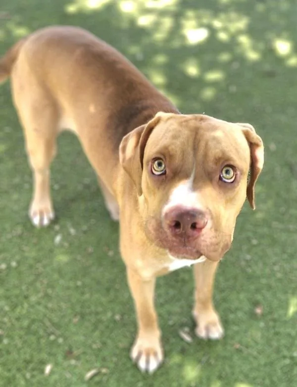 An adult large-sized male Labrador Retriever dog named Churro for adoption in Austin, TX
