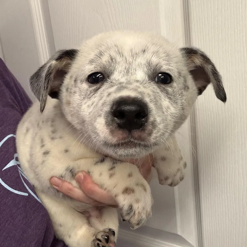 A baby medium-sized male White / Cream Mixed Breed dog named Mayhem for adoption in DeKalb, IL