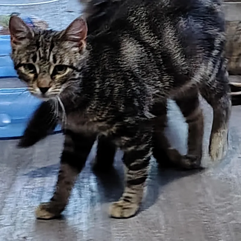 A baby medium-sized female Tabby (Leopard / Spotted) Domestic Short Hair cat named Rebekah for adoption in Ionia, MI