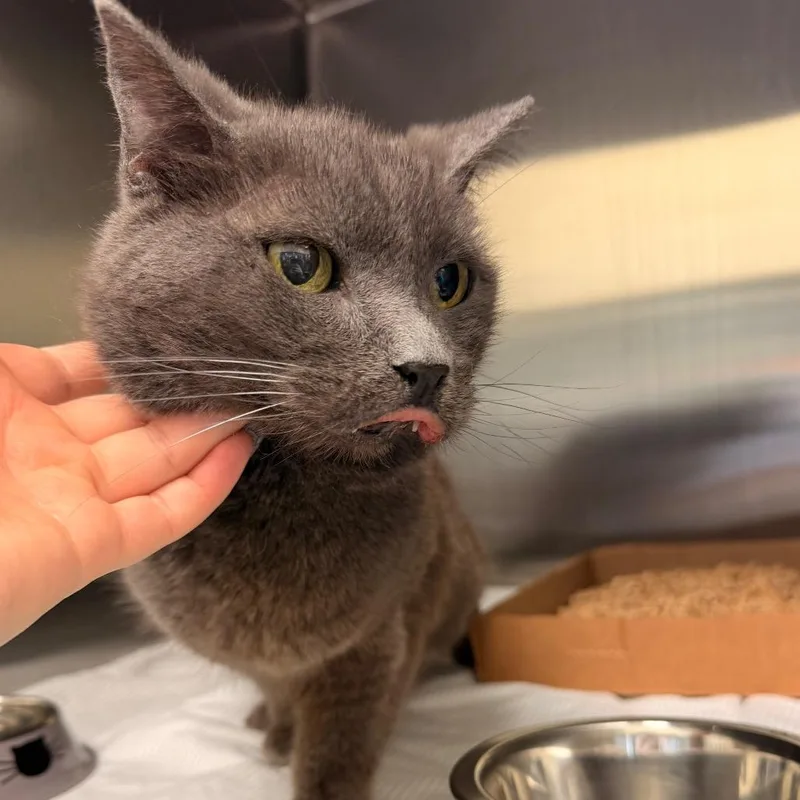 A senior medium-sized female Gray / Blue / Silver Domestic Short Hair cat named Keekers for adoption in Lynchburg, VA