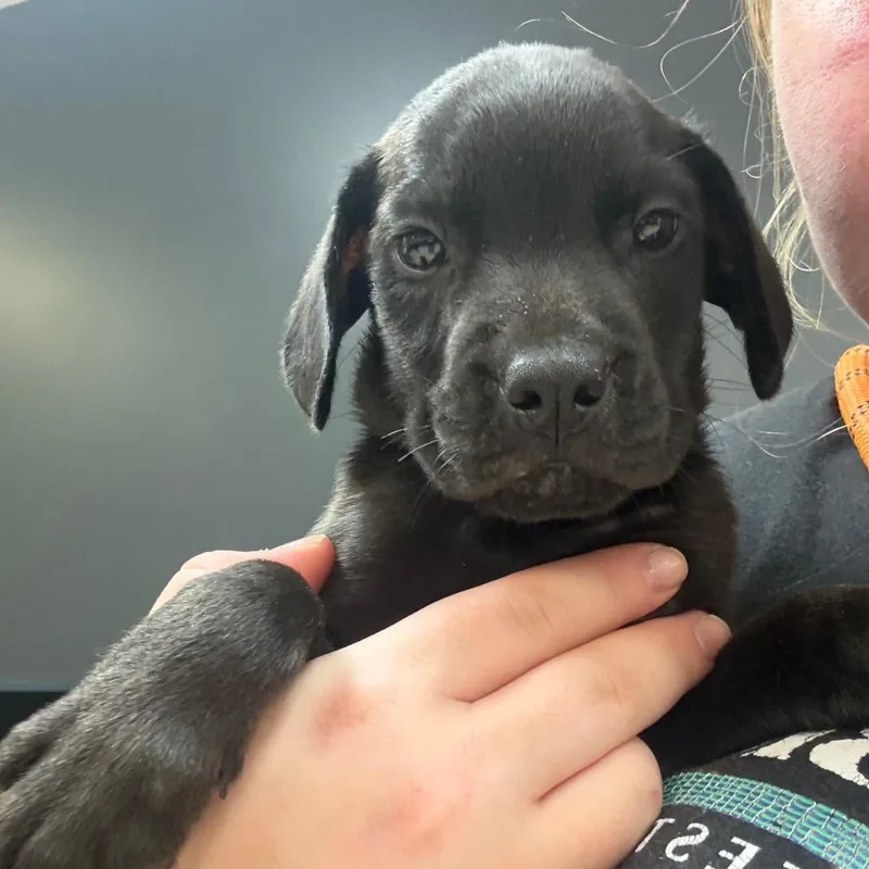 A baby medium-sized male Black Mixed Breed dog named StrayVeteransParkway for adoption in Columbus, GA