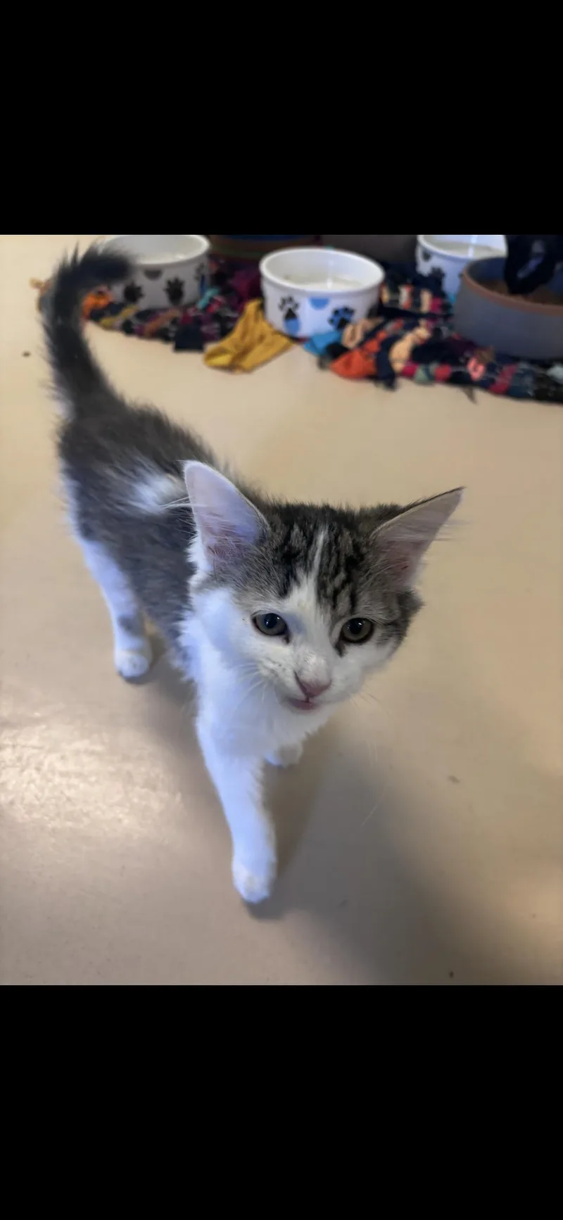 A baby small-sized female Tabby (Buff / Tan / Fawn) Domestic Short Hair cat named Frenchie for adoption in Franklin, IN