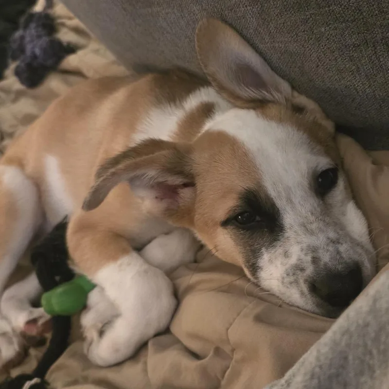 Gus Gus