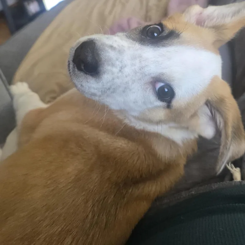 Gus Gus thumbnail 3