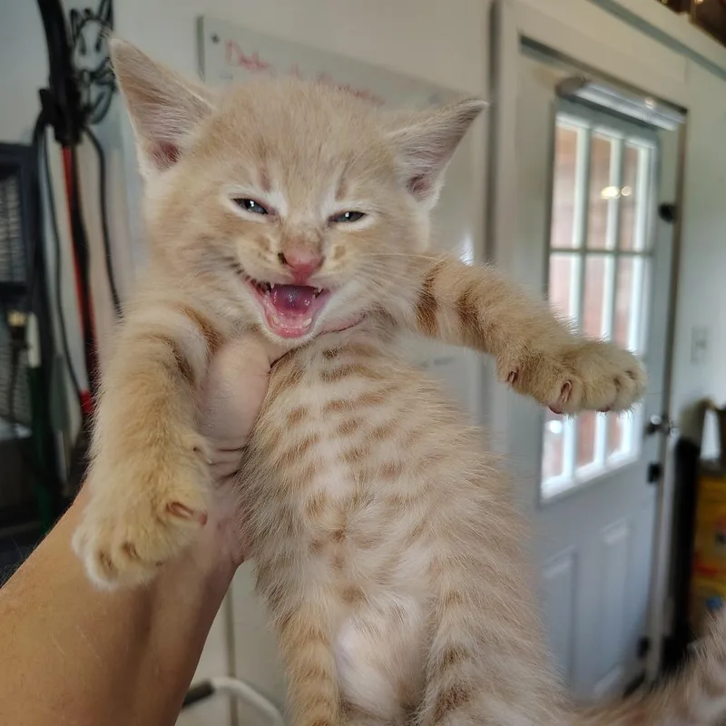 A baby small-sized male Buff / Tan / Fawn Domestic Short Hair cat named Dad Jokes for adoption in Osawatomie, KS