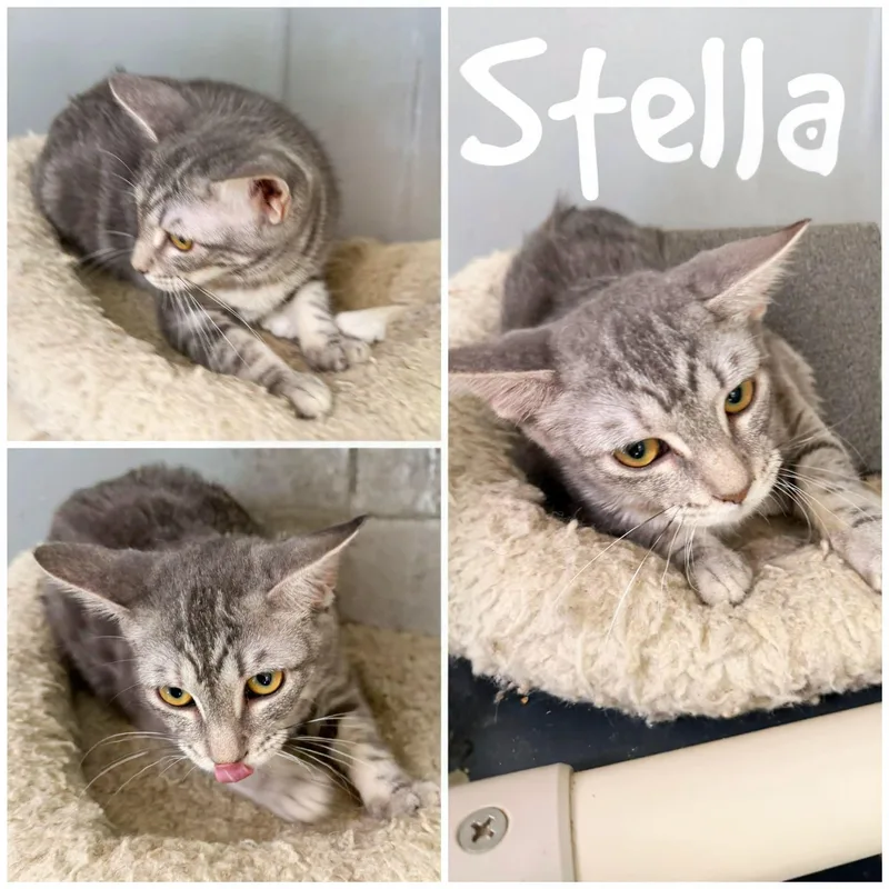 A young small-sized female Tabby (Gray / Blue / Silver) Domestic Short Hair cat named Stella for adoption in Saint James, MO