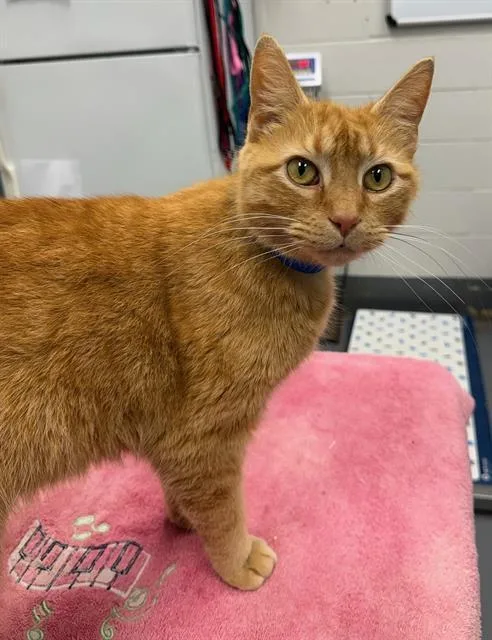 A young medium-sized male Domestic Short Hair cat named Eunice for adoption in Peoria, IL