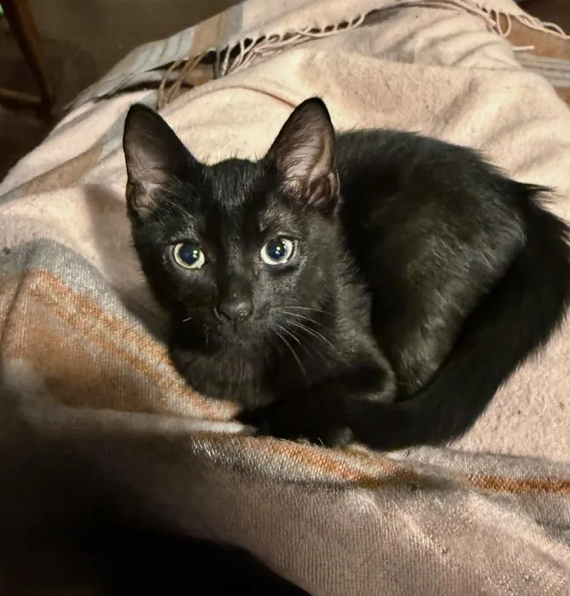 A baby small-sized male Black Domestic Short Hair cat named Downy for adoption in Orlando, FL