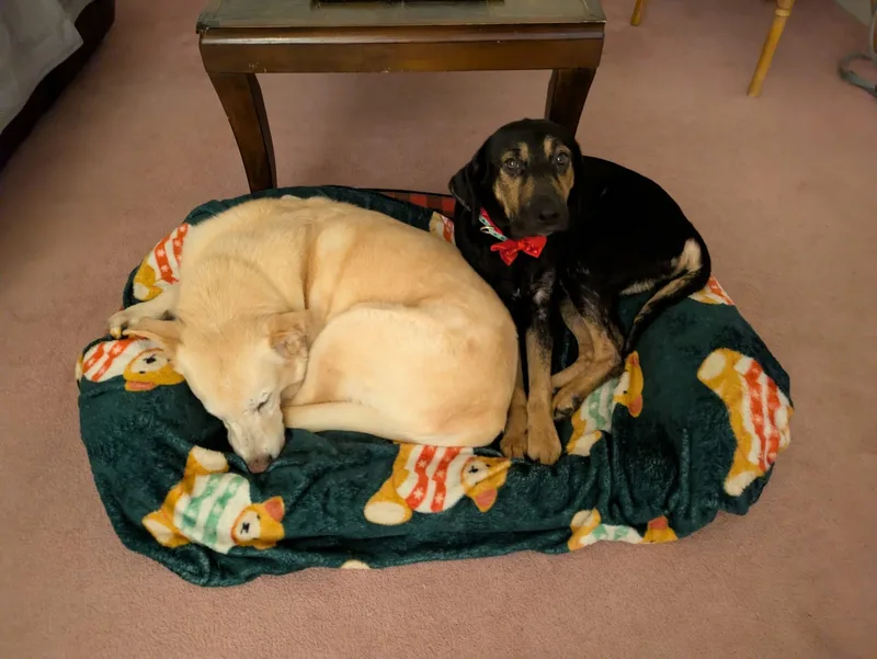 A young large-sized male German Shepherd Dog dog named Bowie for adoption in Stahlstown, PA