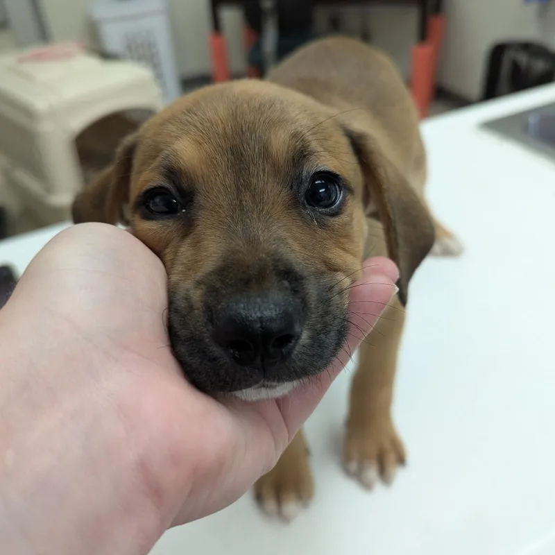 Arlo thumbnail 3