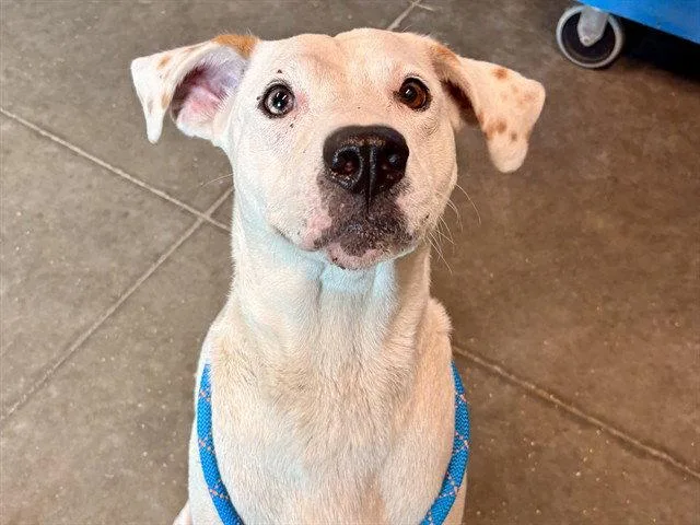 An adult large-sized female American Bulldog dog named Eliza for adoption in Tavares, FL