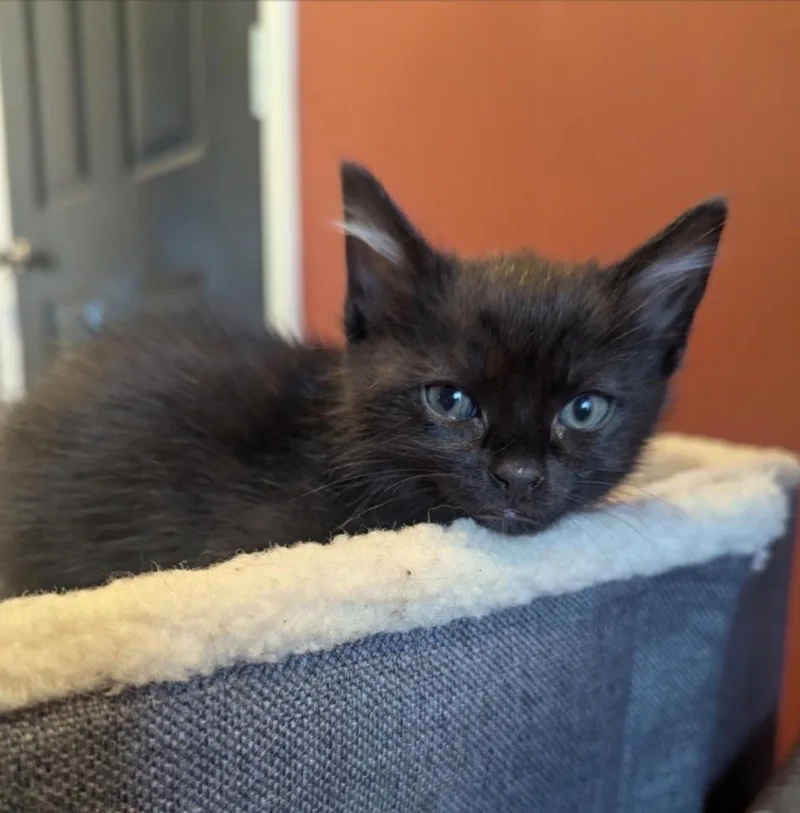 A baby small-sized female Domestic Short Hair cat named Stella for adoption in Fort Oglethorpe, GA