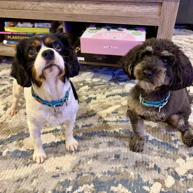 A senior small-sized female Tricolor (Brown, Black, & White) Cavalier King Charles Spaniel dog named Ella for adoption in Murphysboro, IL