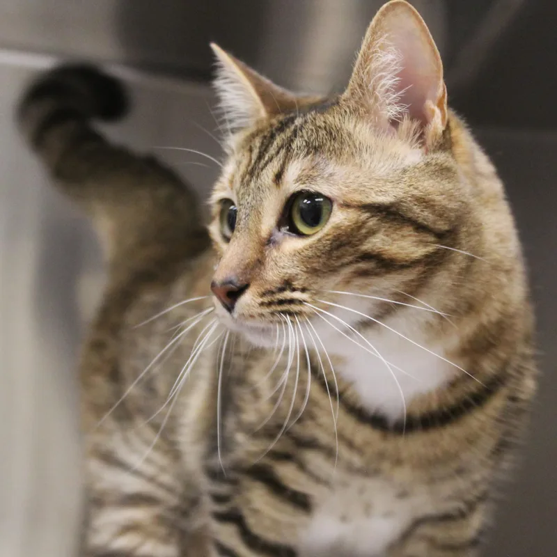 An adult medium-sized female Tabby (Buff / Tan / Fawn) Domestic Short Hair cat named Sandy for adoption in Yucca Valley, CA