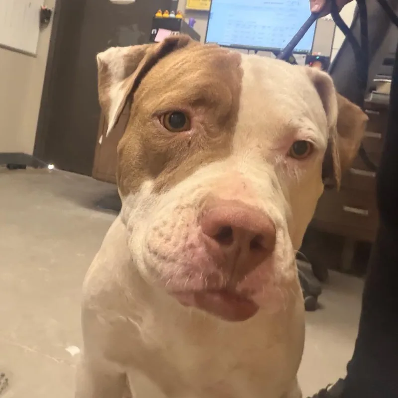 An adult large-sized female Yellow / Tan / Blond / Fawn Pit Bull Terrier dog named Sheryl for adoption in Yuma, AZ