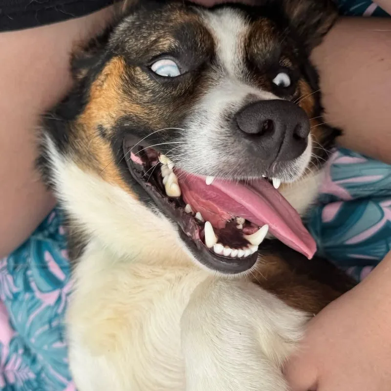 An adult medium-sized male Tricolor (Brown, Black, & White) Corgi dog named Winston for adoption in Hartford, KY