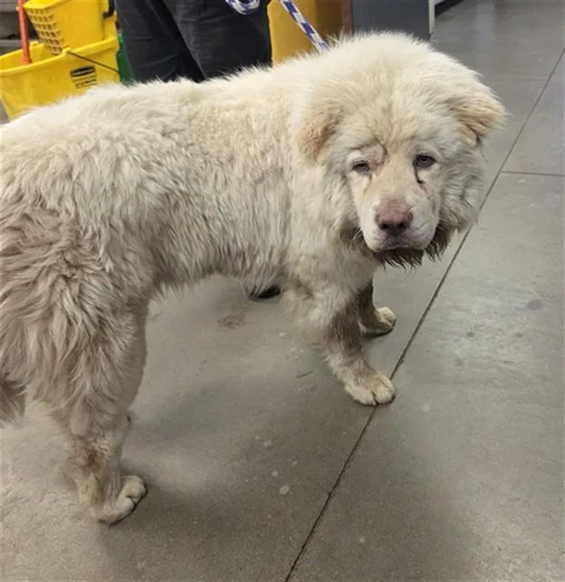 A young large-sized male Chow Chow dog named Tofu for adoption in Phoenix, AZ