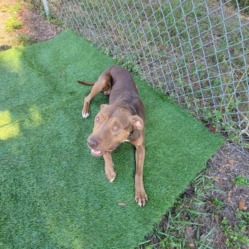 Clifford thumbnail 2