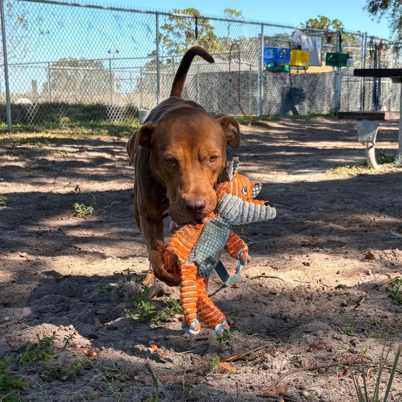 Clifford thumbnail 4