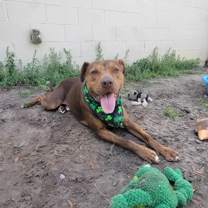 Clifford thumbnail 5