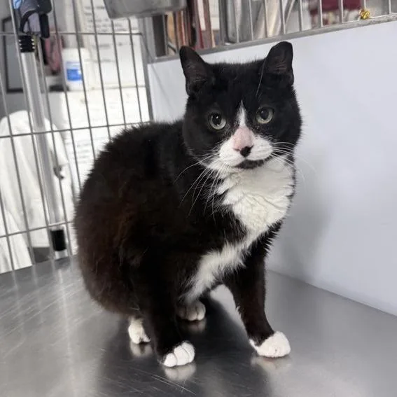 A senior medium-sized female Black Domestic Short Hair cat named Rain for adoption in New York, NY