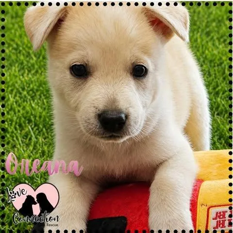 A baby medium-sized female Apricot / Beige Husky dog named Oreana for adoption in Gilbert, AZ