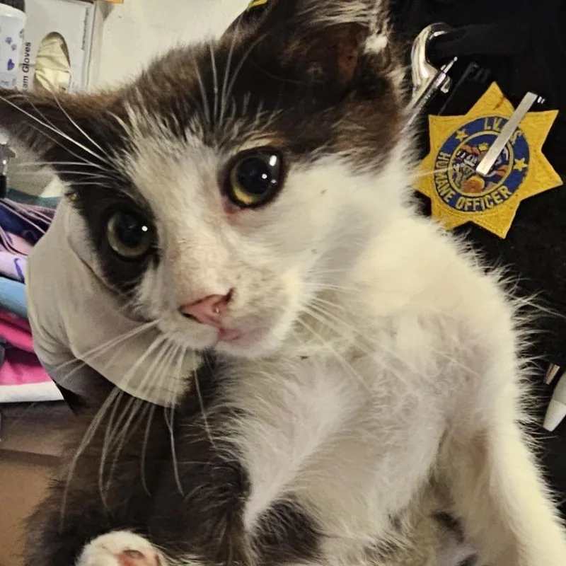 A baby small-sized male Black Domestic Short Hair cat named Ivhsstray for adoption in San Gabriel, CA