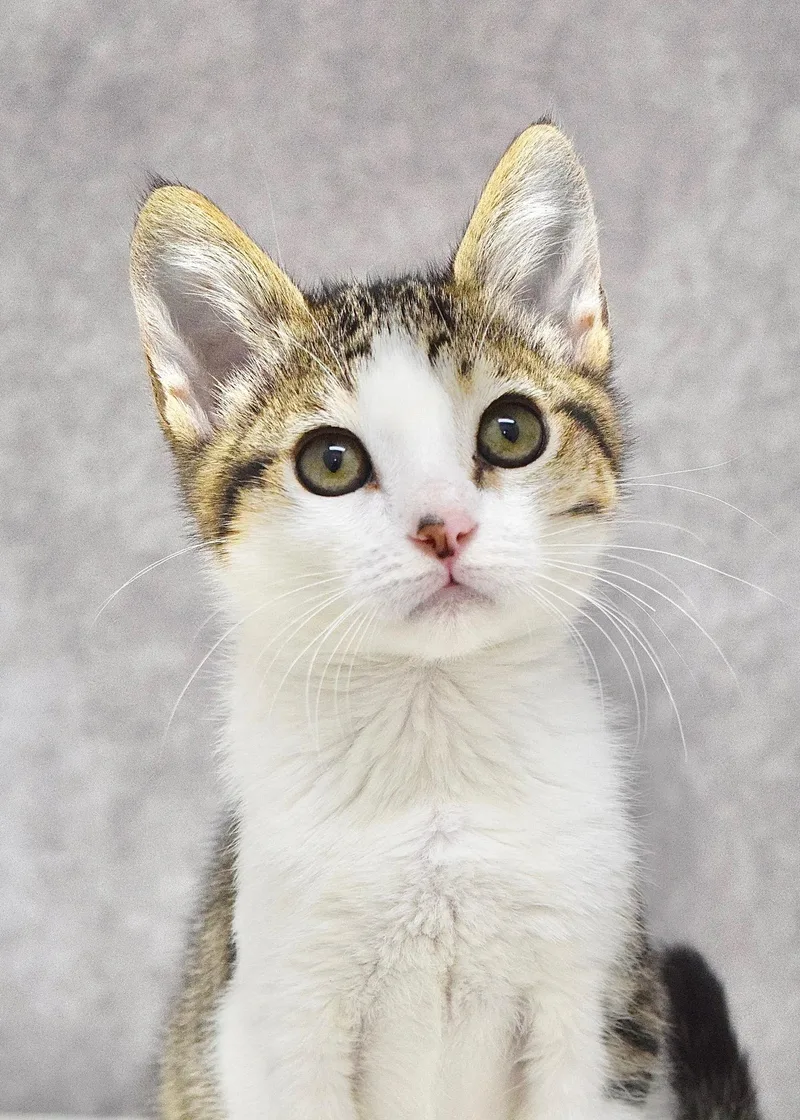 A baby medium-sized female Tabby (Brown / Chocolate) Domestic Short Hair cat named Andrina for adoption in Dublin, CA