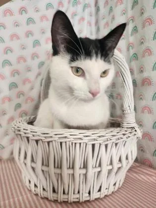 A young medium-sized male Domestic Short Hair cat named Oreo for adoption in Bloomsburg, PA