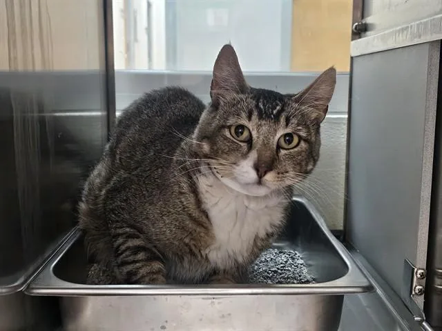 An adult medium-sized male Domestic Short Hair cat named Herman for adoption in Colorado Springs, CO