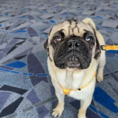 Gilligan thumbnail 2