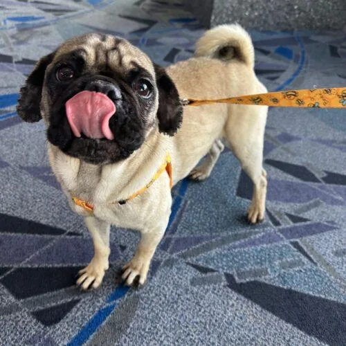 Gilligan thumbnail 5