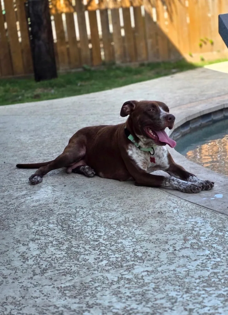 An adult medium-sized female American Staffordshire Terrier dog named Mama Poppy for adoption in Houston, TX