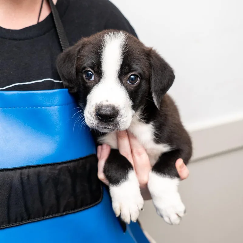 A baby medium-sized male Black Mixed Breed dog named Mako for adoption in New York, NY