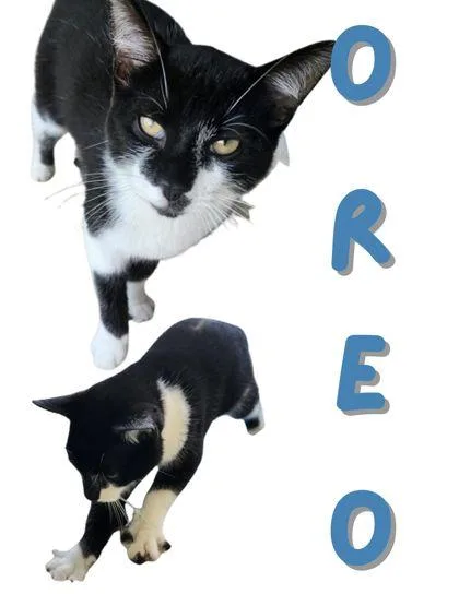 A young small-sized male Domestic Short Hair cat named Oreo Blizzard for adoption in Columbus, IN