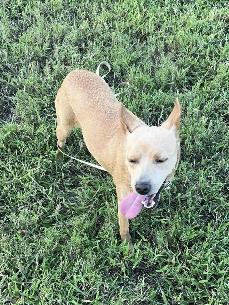 A young small-sized female Chihuahua dog named Hope for adoption in Tomball, TX