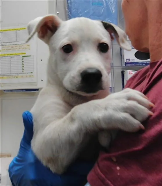 A baby small-sized male Pit Bull Terrier dog named Spot for adoption in Albuquerque, NM