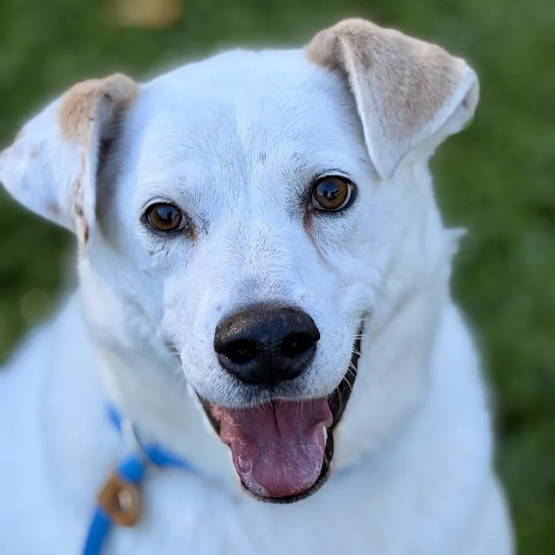 A senior medium-sized male Great Pyrenees dog named Gable for adoption in Sparta, NJ