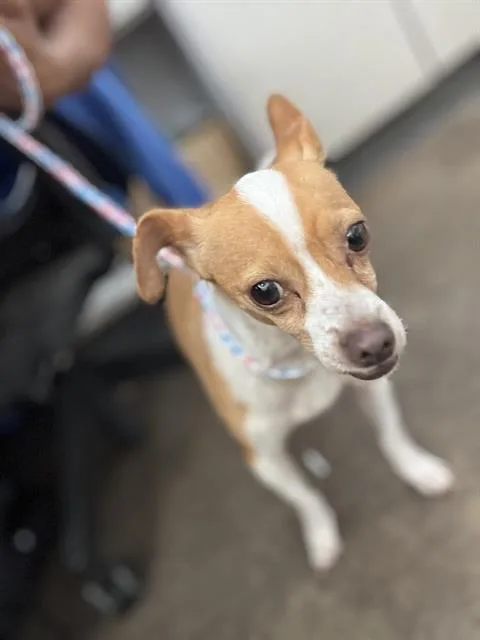An adult small-sized male Mixed Breed dog named Chester for adoption in Dallas, TX