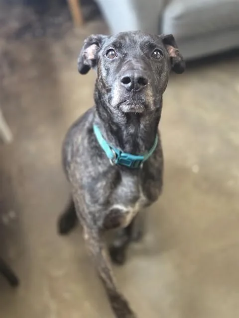 An adult medium-sized male Mixed Breed dog named Blazer for adoption in Fort Walton Beach, FL