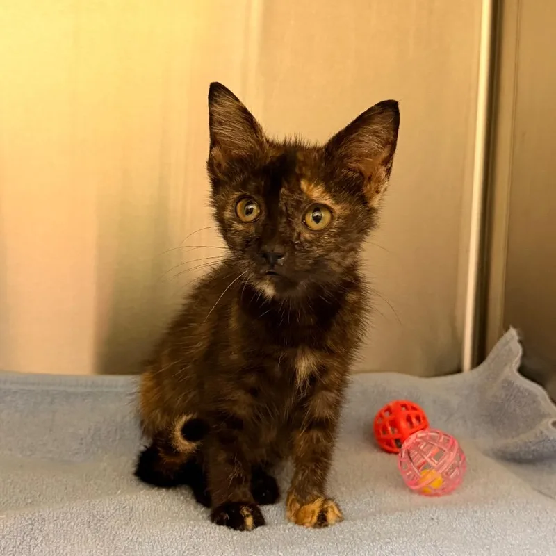 A baby small-sized female Tortoiseshell Domestic Short Hair cat named Witty for adoption in Lynchburg, VA